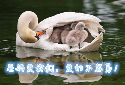 方阵金保网:爸妈爱我们,爱的不容易!_第1页_湖