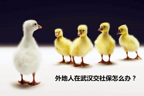 外地人在武汉交社保